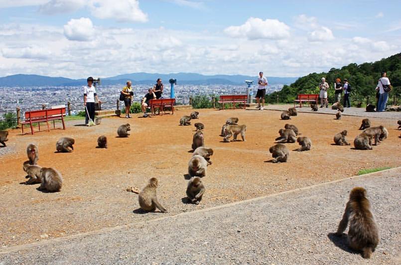 Arashiyama Monkey Park Iwatayama